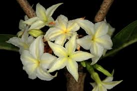 Image result for Mascarenhasia