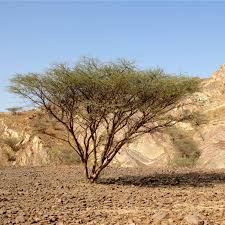 Image result for Acacia tortilis