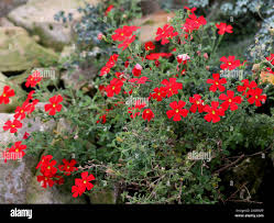 Image result for Jamesbrittenia huillana