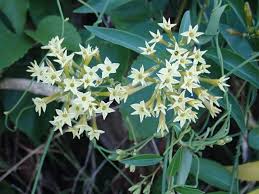 Image result for Cestrum parqui