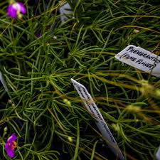 Image result for Phyllanthus taylorianus