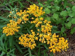 Image result for Asclepias foliosa
