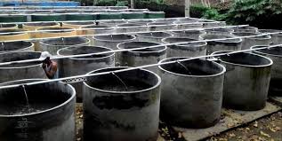 Cara Budidaya Ikan Lele Dengan Kolam Buis Beton By Asiacon