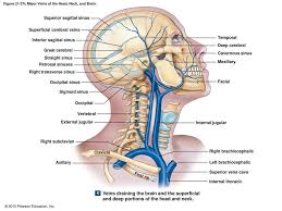 Central Venous System Anatomy Central Venous Anatomy Choice Image Human On Chest Muscles Anatomy Chest Muscles Physiology