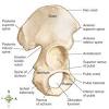 Female pelvis ppt by mayil rasamani 152255 views. 1
