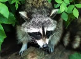 Can you get rabies from a young raccoon 3 months from a small bite on thumb when i feed him a ingrid is bitten by young brian's dog, which has contracted rabies from a raccoon, and dies as a can dogs catch human bugs? Rabies And Roundworm Raccoon Associated Infectious Diseases