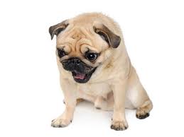 How To Make A Dog Vomit Safely With Hydrogen Peroxide Salt Baking Soda And Mustard Dogs Cats Pets Dog Throwing Up Dogs Dogs Pooping