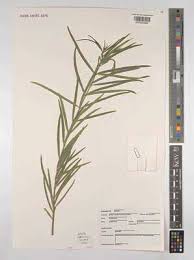 Image result for Microcharis annua