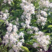 50 white and purple clematis seeds bloom climbing perennial flowers seed flower vine climbing perennial. Buy Old Man Beard Clematis Vitalba 20 Seeds Online Seeds Hobbyseeds Store