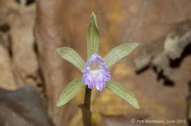 Image result for Nervilia crociformis