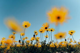 Maybe you would like to learn more about one of these? Namaqualand A Guide To Flower Viewing In South Africa