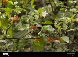 Image result for Solanum villosum