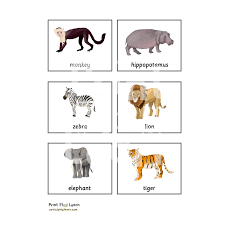 Wild Animal Classification Cards Printable Teaching Resources Print Play Learn In 2021 Printable Teaching Resources Animal Classification Teaching Resources