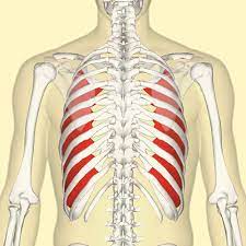 A pulled rib muscle is considered as a muscle strain injury following overexertion or overwork. Innermost Intercostal Muscle Wikiwand