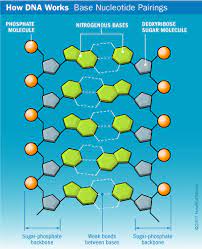 3 main types of bonds in dna replication | genetics. Dna Structure Howstuffworks