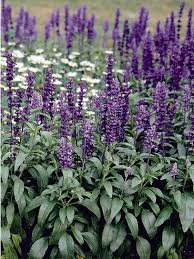 Image result for Salvia farinacea