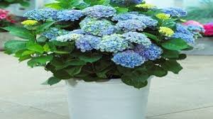 230 bunga bokor = hydrangea macrophylla. 3 Cara Menanam Bunga Panca Warna Bagi Pemula Ilmubudidaya Com