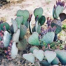 Maybe you would like to learn more about one of these? Sierra Vista Rv Park Of Casa Grande Home Facebook