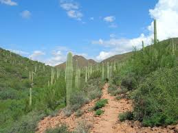 Check spelling or type a new query. Tucson Mountain Park Pima County
