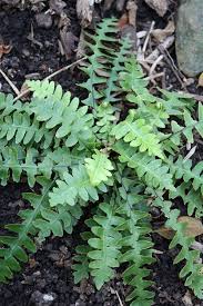 Image result for Asplenium