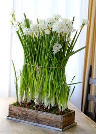 Paperwhites In An Old Wooden Box Twigs For Support Plants Paperwhites Indoor Flowers