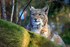 Im deutschen sprachgebrauch ist mit „luchs fast immer diese art gemeint. Faszination Pinselohren Wie Ole Anders Die Wege Der Luchse Ergrundet Die Region Braunschweig Wolfsburg