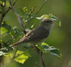 British birds identification tattoo vieja escuela backyard birds garden birds sand martin swift bird house martin swallows and amazons animals information. Garden Warbler Fungi Forays