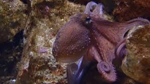 Filing your taxes each year is a necessary part of adulting. Zoo Rostock Krake Ursula In Polarium Eingezogen