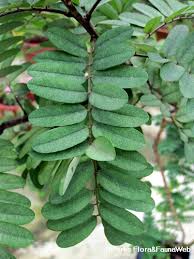 Image result for Calpurnia aurea