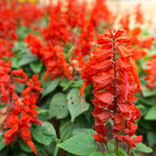 Scarlet Sage Seeds For Planting | Salvia Perennial Wildflower Seeds
