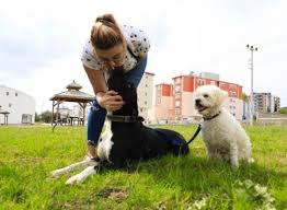 Ruhsati Olmayan Pitbull Beslemesin Guney Haberci Antalya Nin Bir Numarali Haber Portali