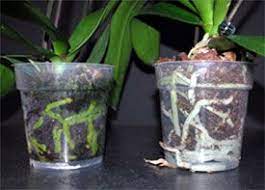 An Occasional Soak Can Be Good For Us And Our Phalaenopsis Orchids Orchid Roots Orchids In Water Plants