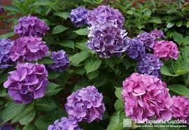 Check spelling or type a new query. Plants Real Japanese Gardens