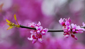 Cercis canadensis, the eastern redbud, is a large deciduous shrub or small tree, native to eastern north america from southern michigan south to central mexico, east to new jersey. Cercis Wikipedia