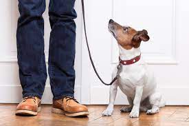 So what you let them get by with today is what they will be when they are big dogs. Dog Boarding Phoenix Dog Overnight Care With Dog Training Services Az Dog Sports