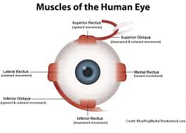 how to assess the six cardinal fields of gaze