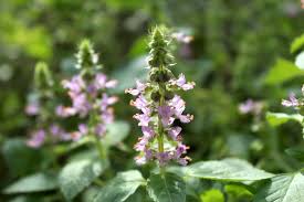 How to Grow Tulsi (Indoors or Outside) — Practical Self Reliance