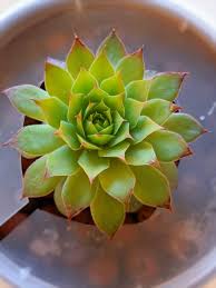 You just have to make sure that their growing medium has time to dry. Semi Hydroponics Succulents Interesting Way To Grow Succulent Plants
