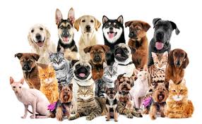 Information and tools to help you evaluate your pet's quality of life designed by our lap of love. Light And Love Pet Care Lghtlovepetcare Twitter