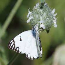 Image result for Acrotome inflata