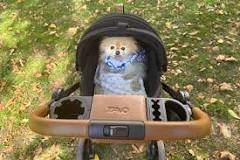 The 5 Best Dog Strollers of 2026, Tested and Reviewed