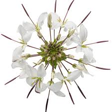 Image result for Cleome stricta