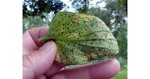 Image result for tomato seedling xanthomonas vesicatoria