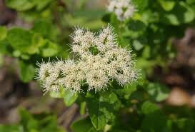 Image result for Rhynchosia micrantha