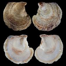 Image result for Isoglossa vulcanicola