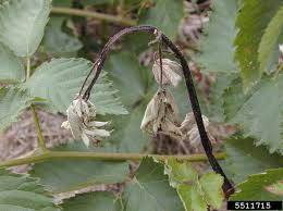 Check spelling or type a new query. Raspberry Diseases And Pests Description Uses Propagation