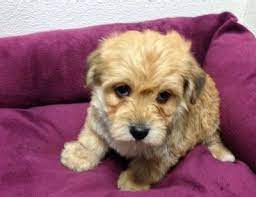 Yorkiepoo is a happy dog with lots of confidence regardless of its small size; Yorkie Poo For Sale Michigan Pets Lovers