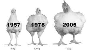A chicken can spot a hawk or hawklike object from a good distance away, and the while human eyes can miss an expertly camouflaged tomato hornworm, even a big fat one, beady chicken eyes quickly spot it. Chickens Have Gotten Ridiculously Large Since The 1950s Vox
