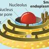 Despite their fundamental similarities, there are some striking differences between nucleolus : 1