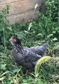 Sapphire blue plymouth rock chicken. The Ultimate Chicken Guide Sapphire Gem Chicken S Mranimal Farm